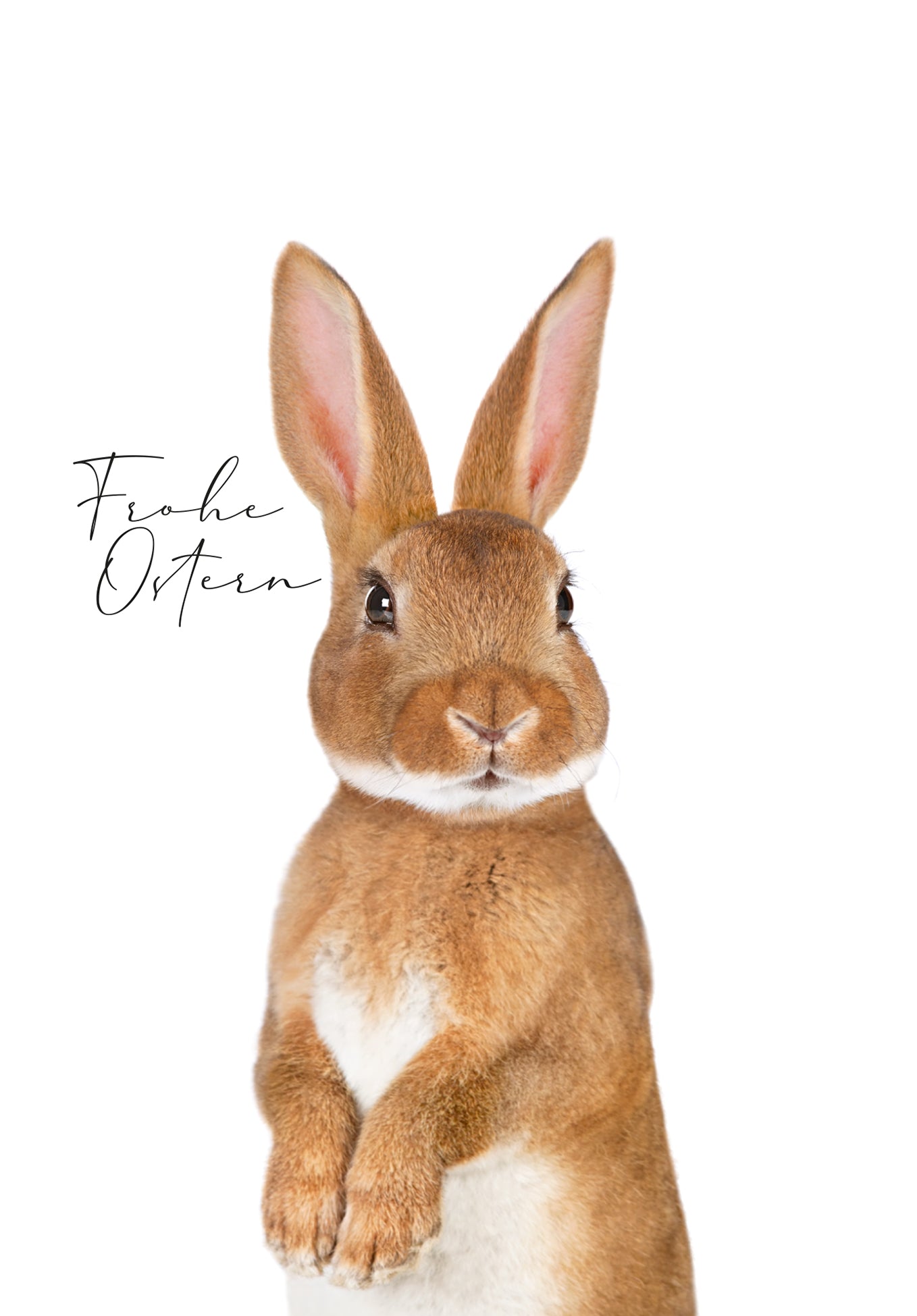 Frohe Ostern - Osterhase (Value)